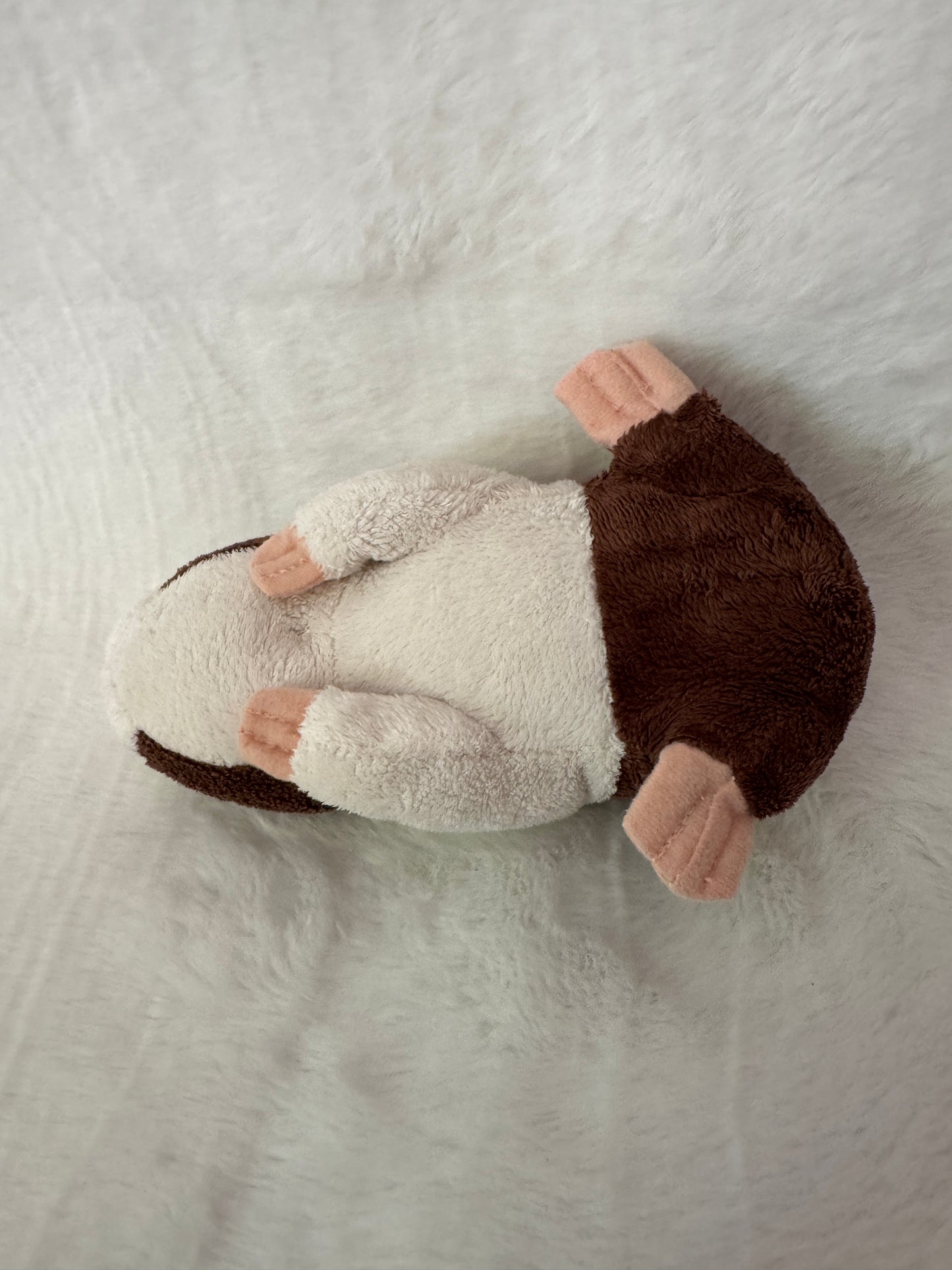 Meerschweinchen