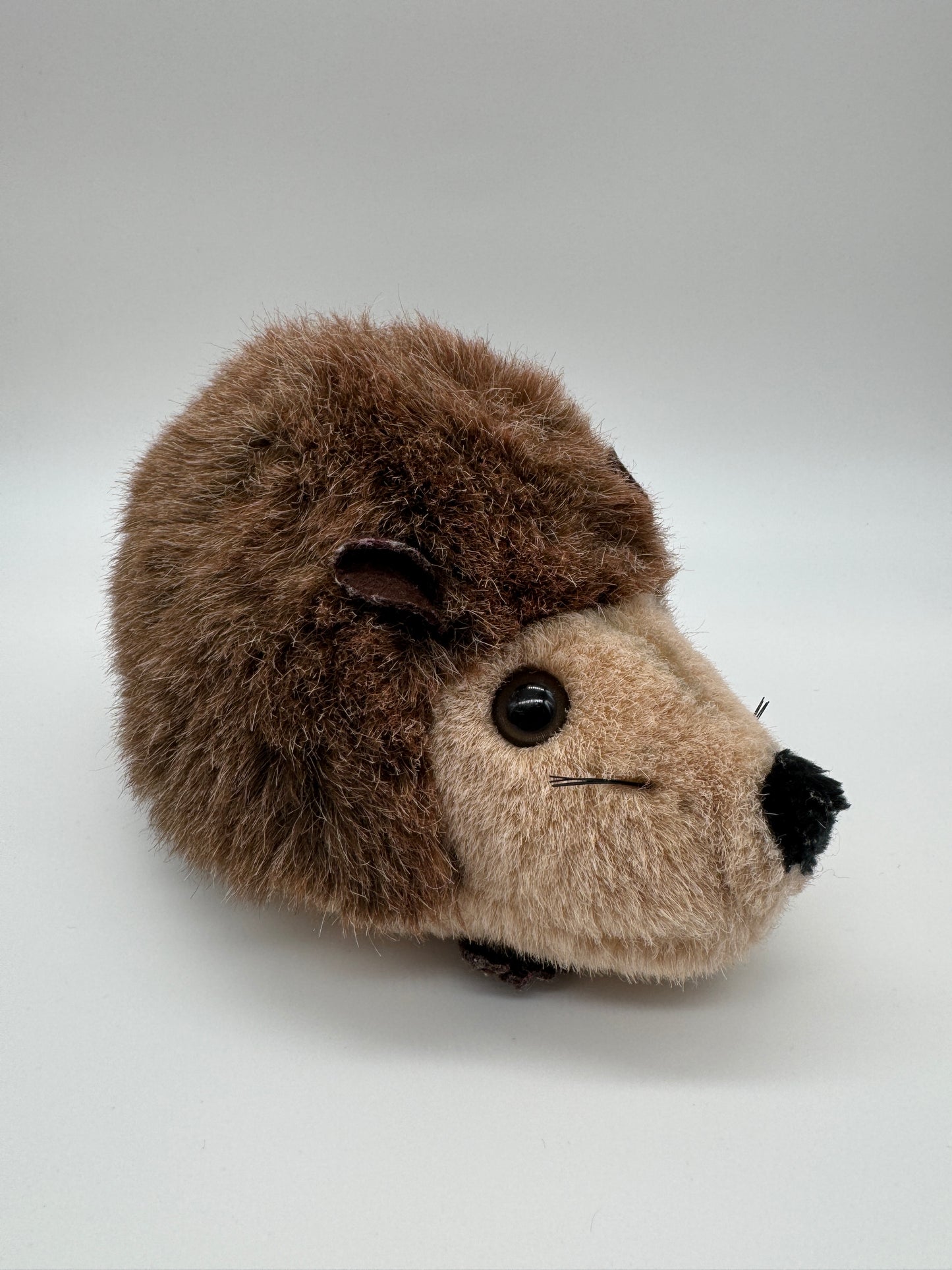 Igel
