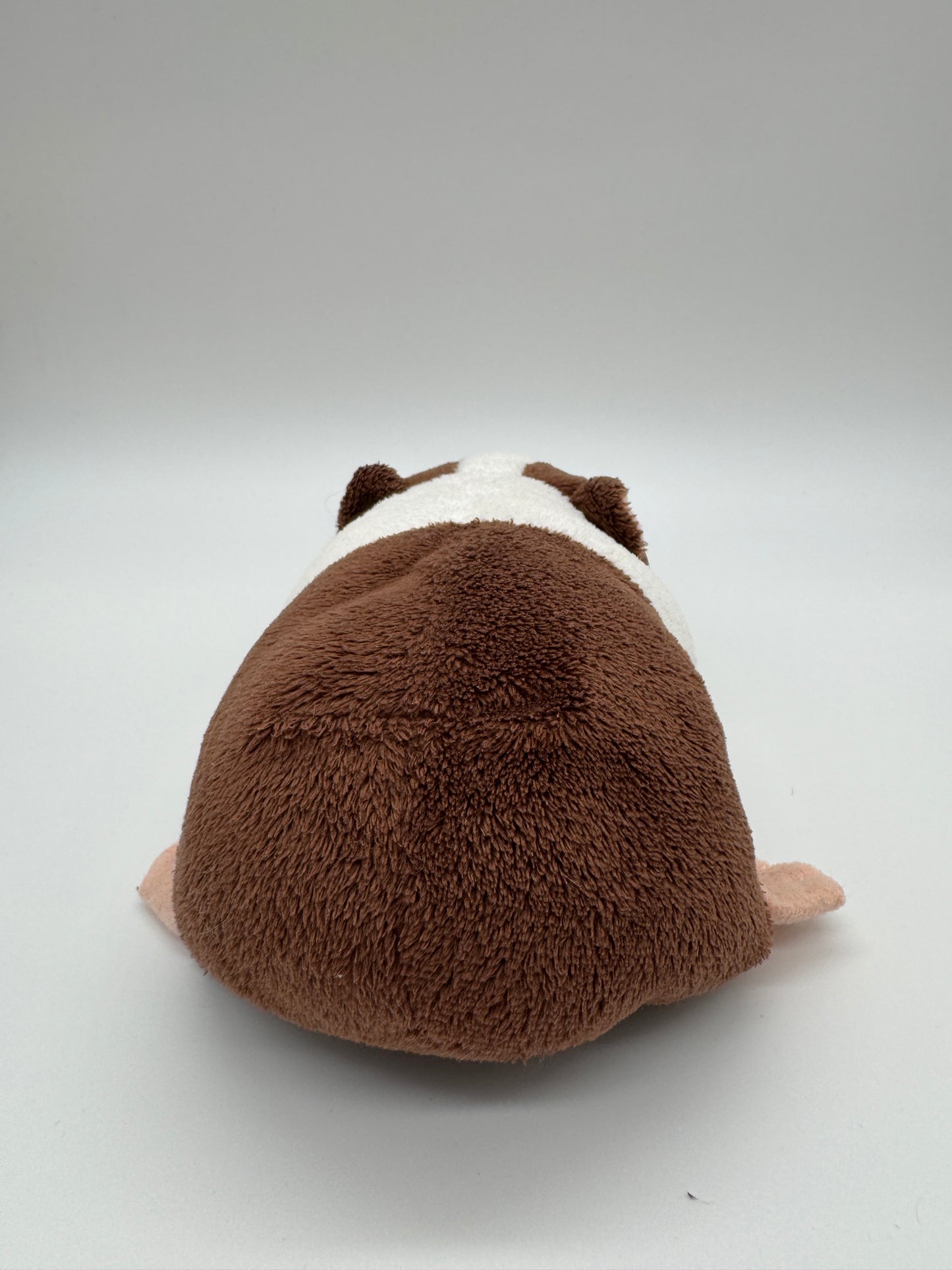 Meerschweinchen
