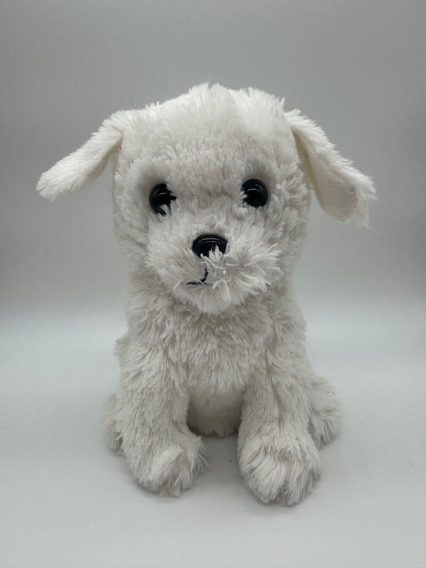 Hund Bichon Frise