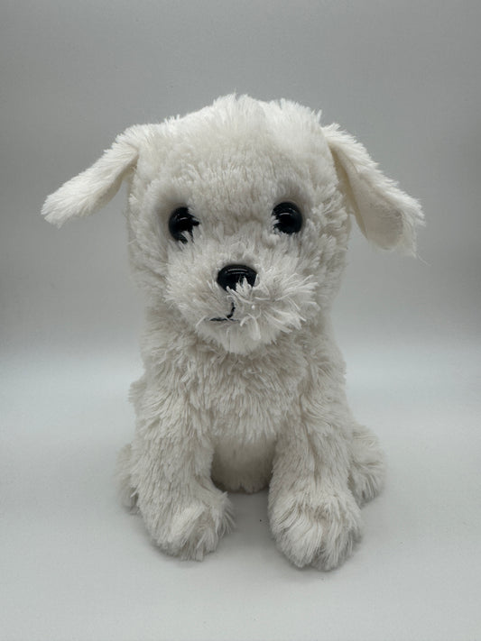 Hund Bichon Frise