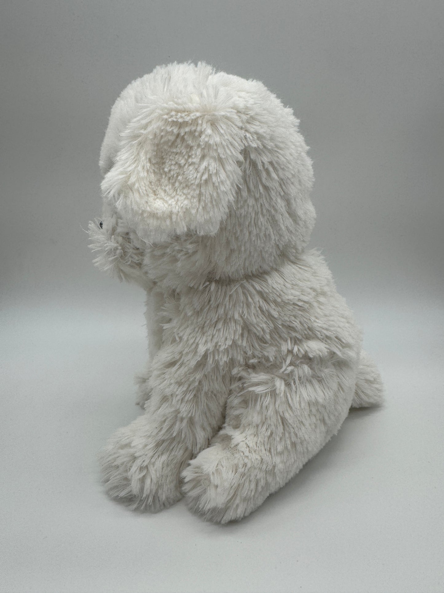Hund Bichon Frise