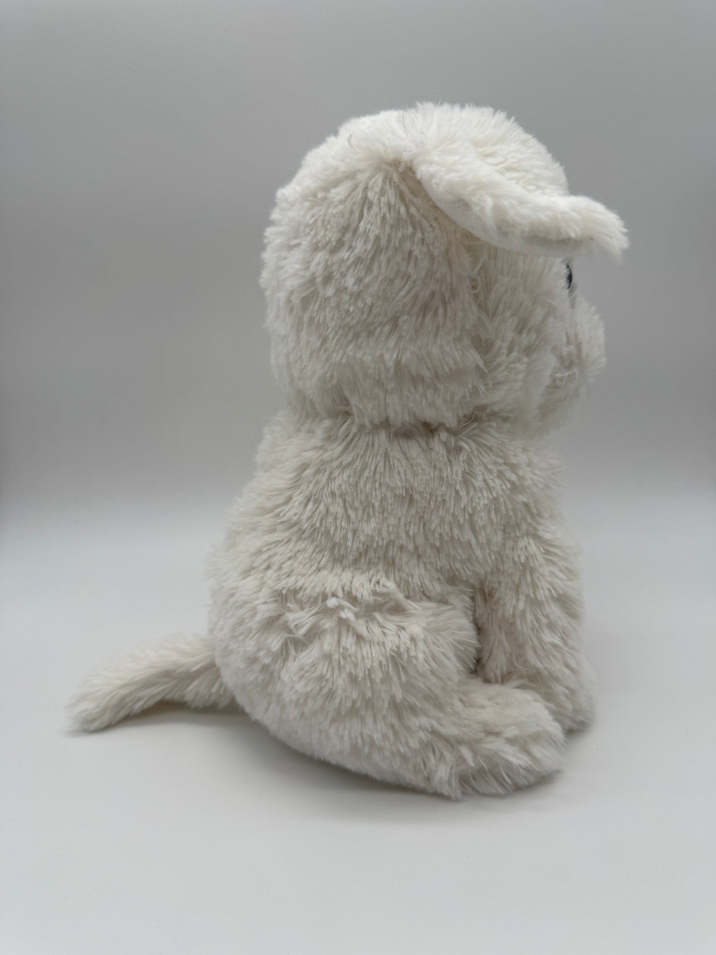 Hund Bichon Frise