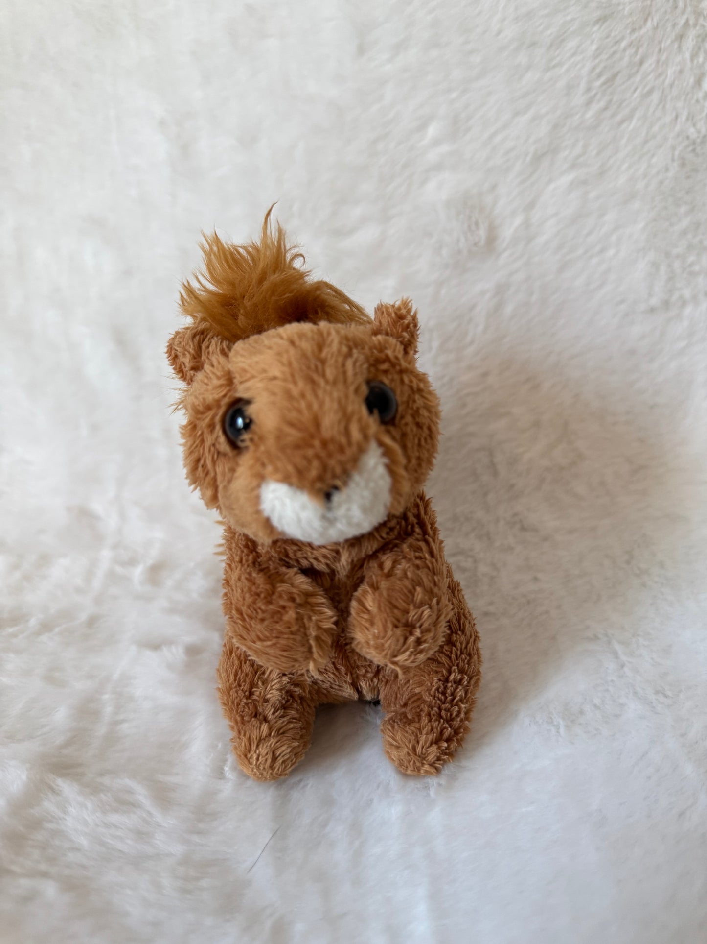 Eichhörnchen