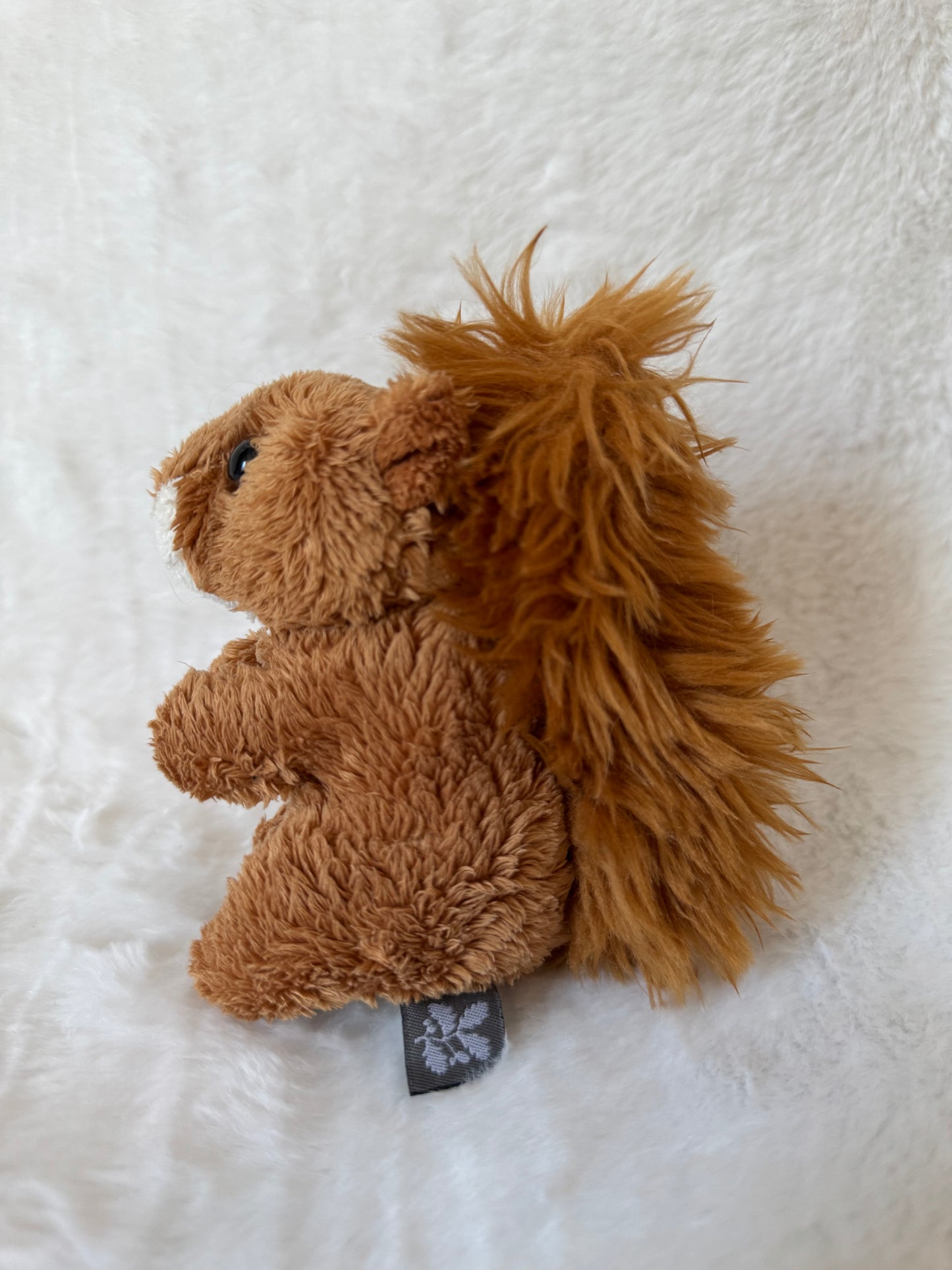 Eichhörnchen