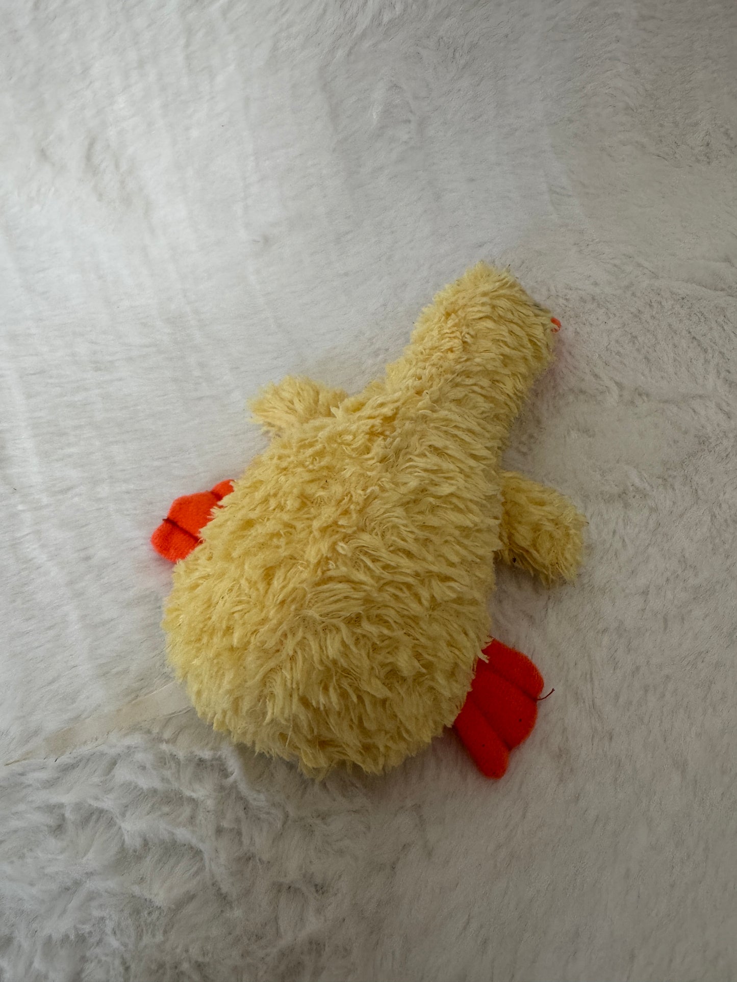 Ente / Küken