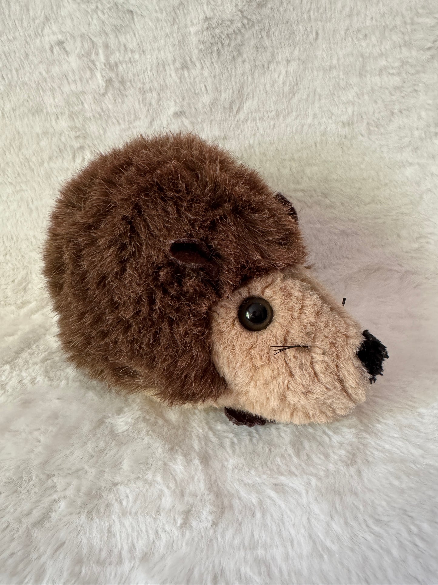 Igel