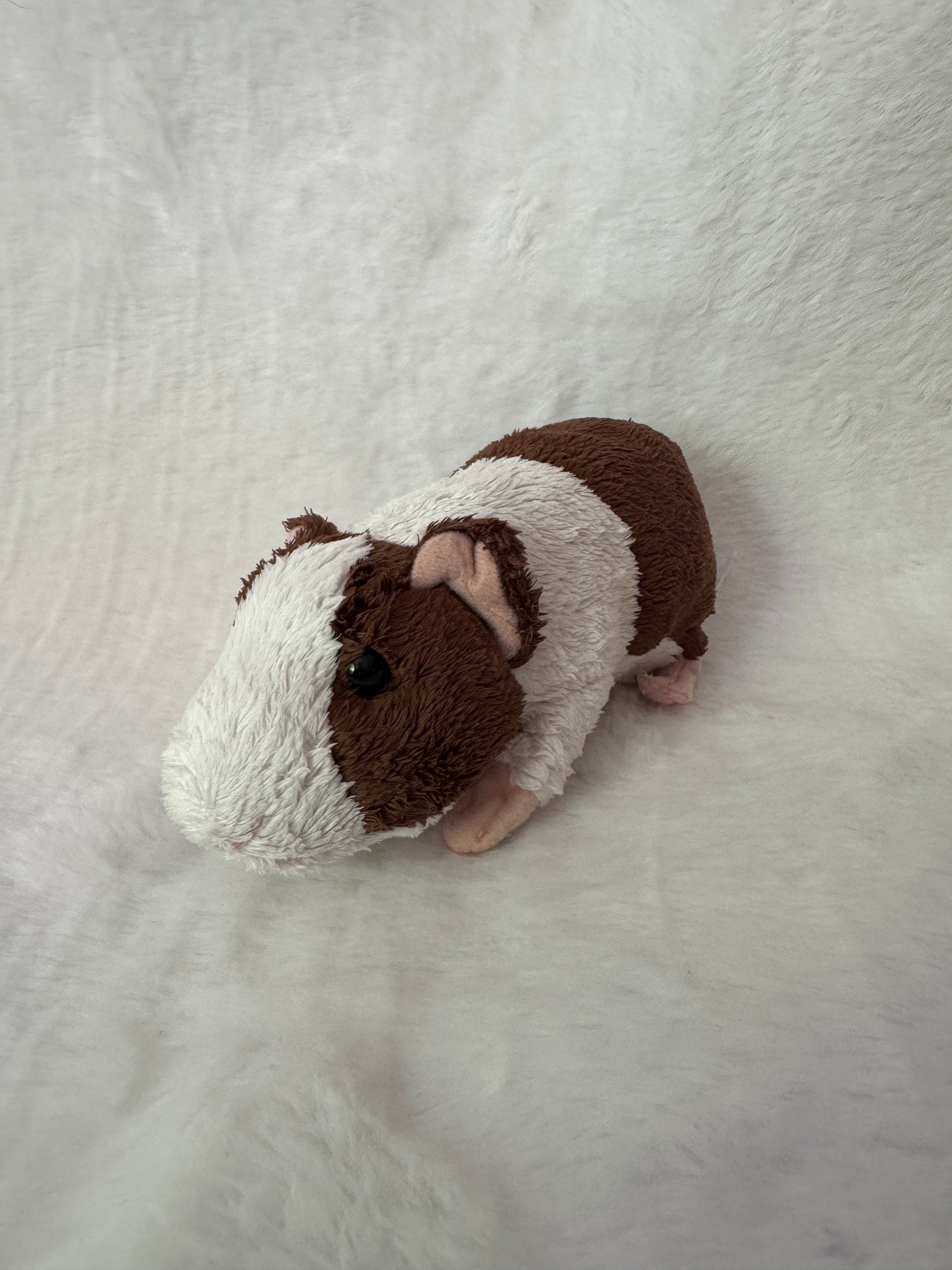 Meerschweinchen