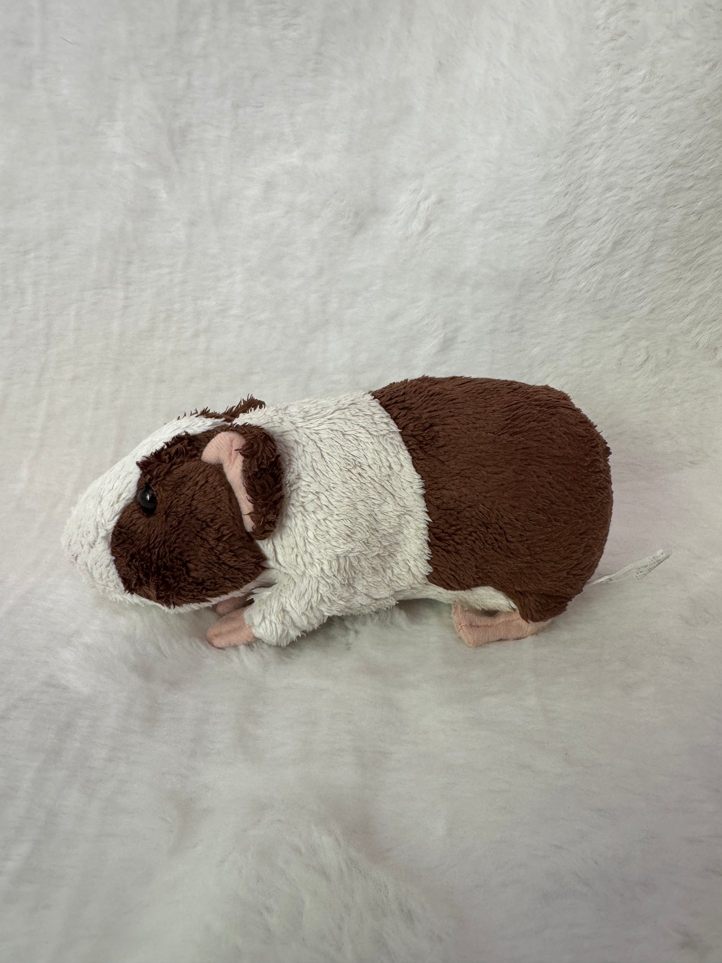 Meerschweinchen