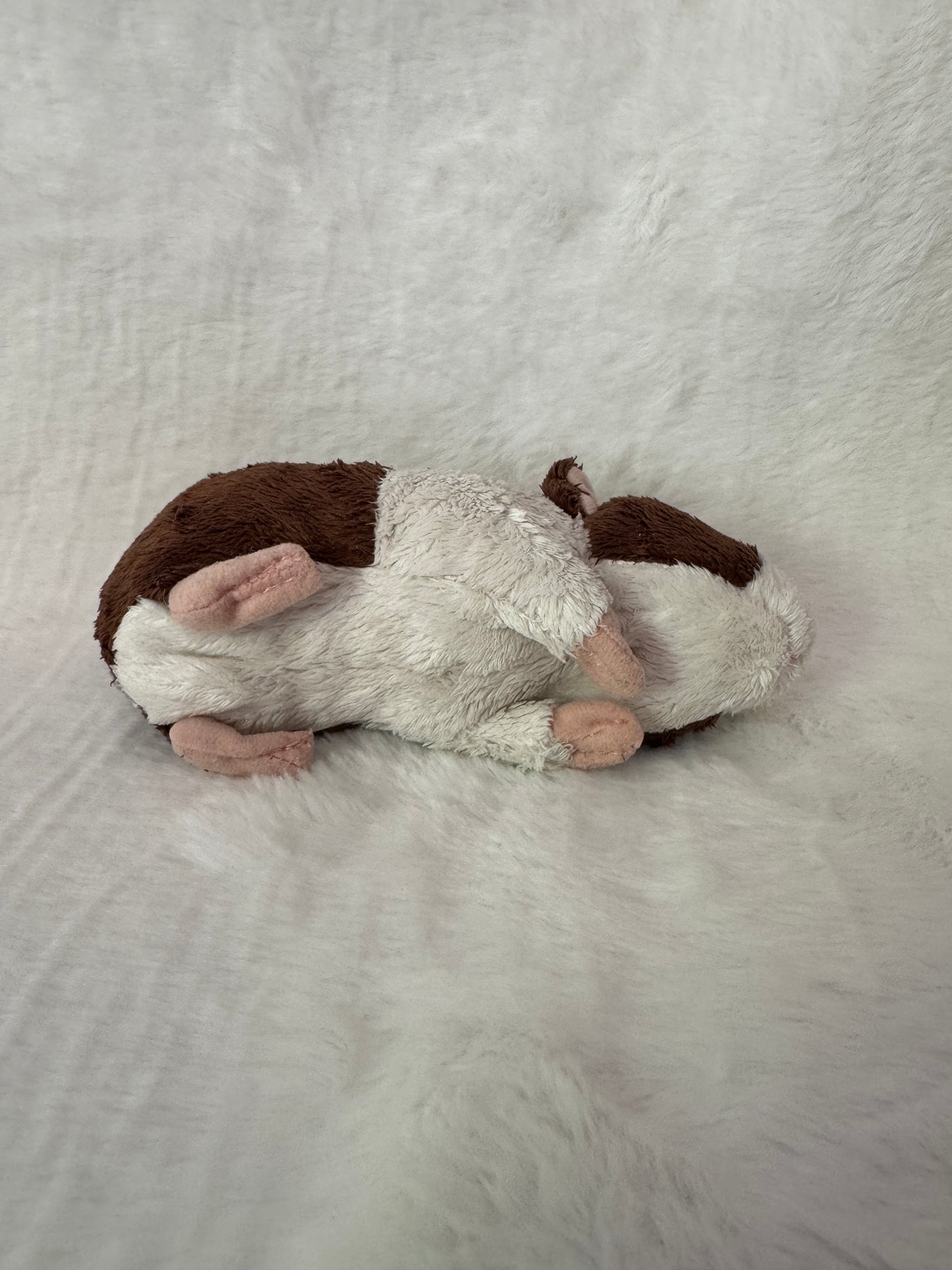 Meerschweinchen