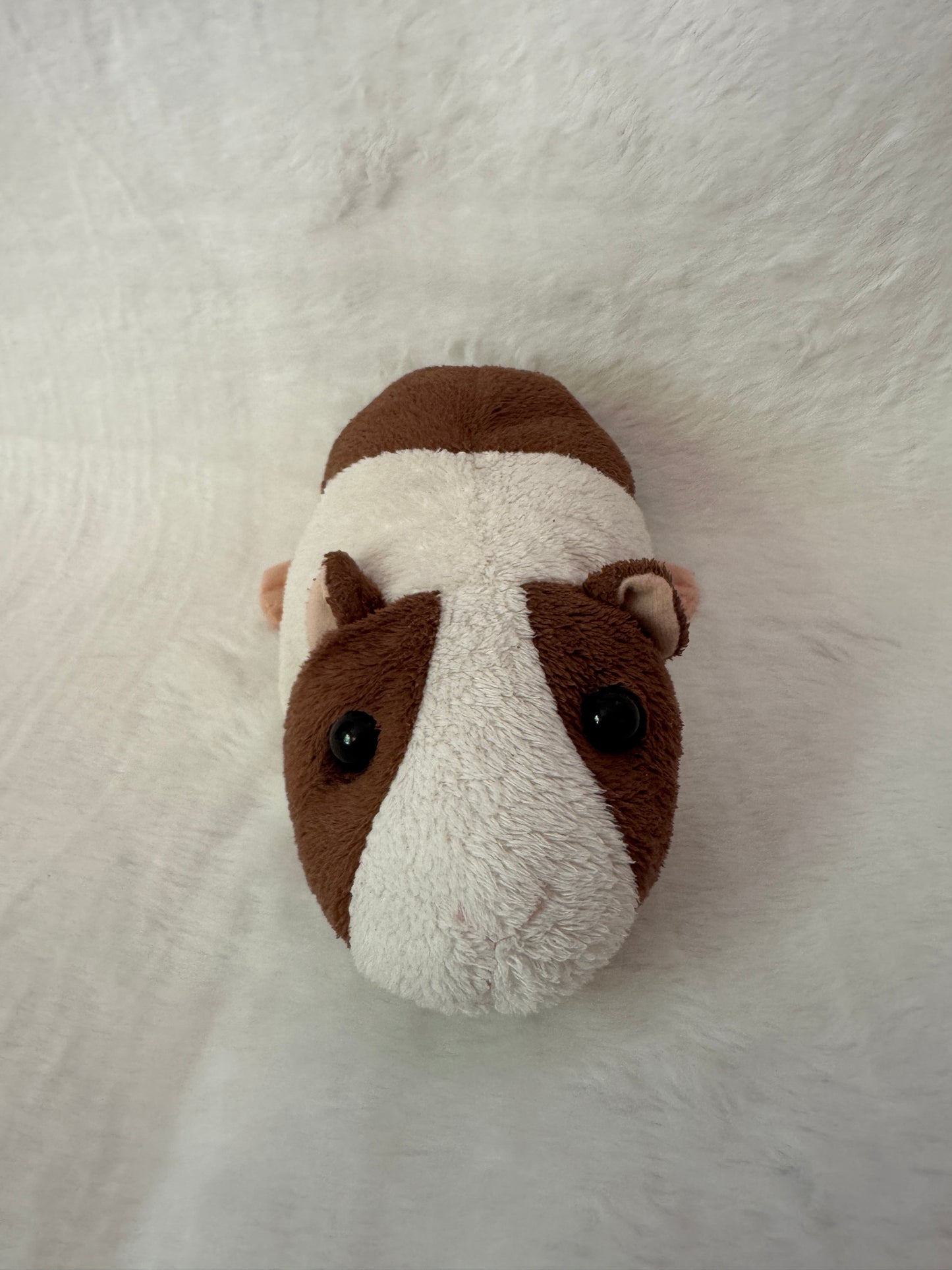 Meerschweinchen