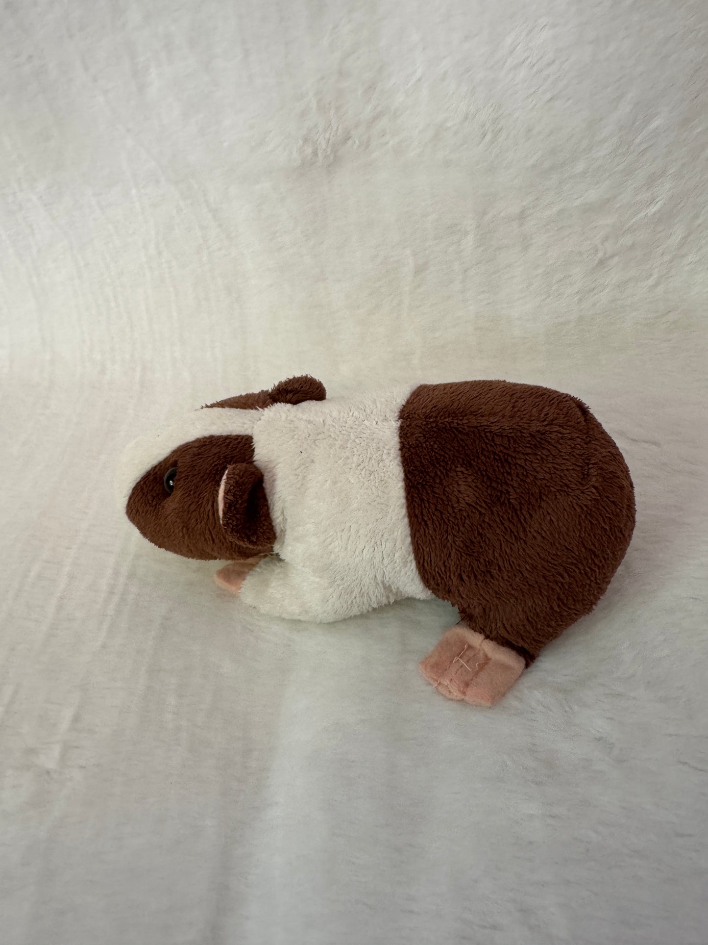 Meerschweinchen